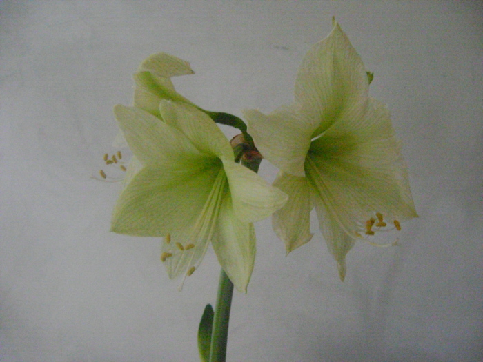 Amaryllis Lemon Lime