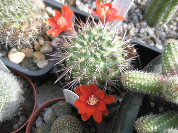 Rebutia spinosissima - 03.07