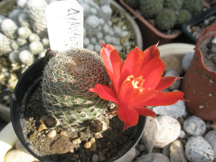 Rebutia heliosa v. solisiodes - 03.07 - Rebutia