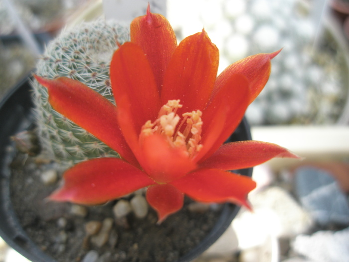 Rebutia heliosa v. solisiodes - floare - Rebutia