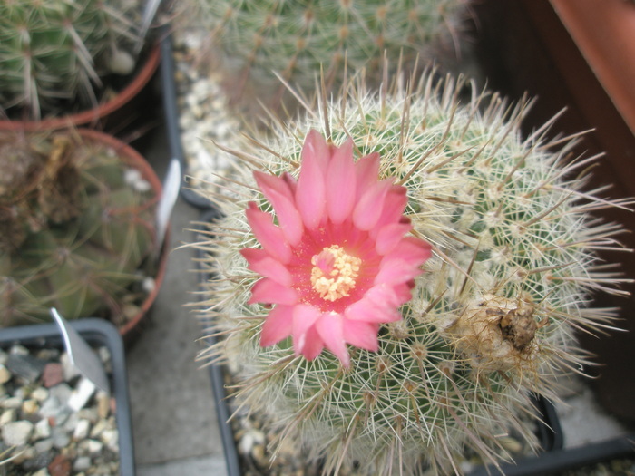 Notocactus gutierezii - floare - Notocactus