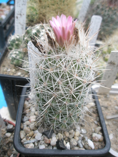 Escobaria strombiliformis - 03.07 - Escobaria