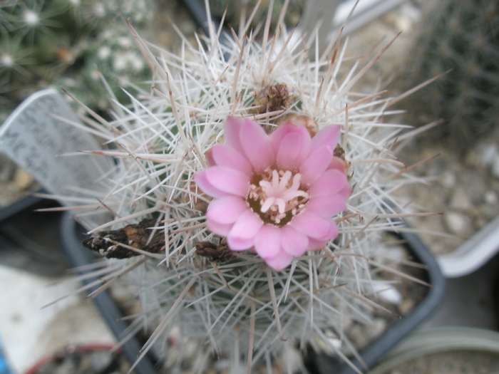 Escobaria strombiliformis - floare - Escobaria