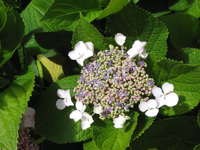 IMG_4873 - 02 - Corfu 2010 partea I-a