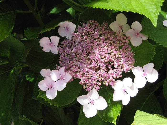 IMG_4874 - 02 - Corfu 2010 partea I-a