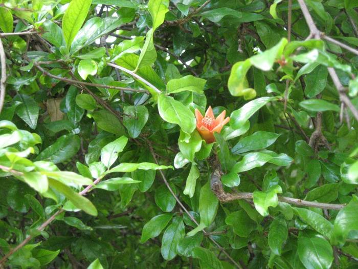 IMG_4875 - 02 - Corfu 2010 partea I-a