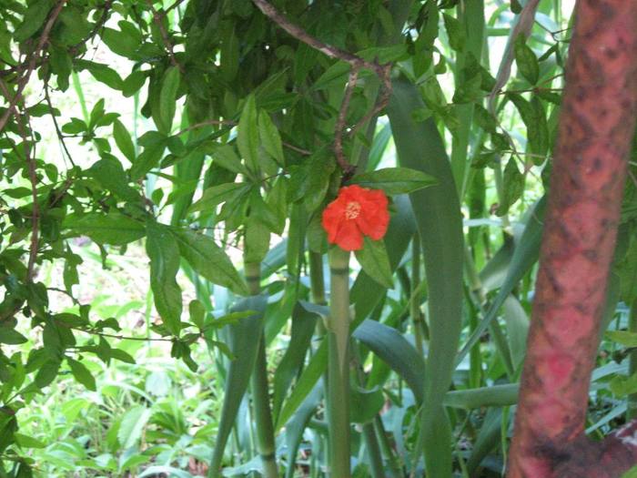 IMG_4876 - 02 - Corfu 2010 partea I-a