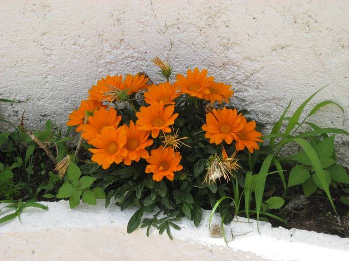 IMG_4880 - 02 - Corfu 2010 partea I-a