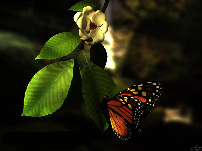 Butterfly Wallpaper 3D Poze 3D Nice Insects