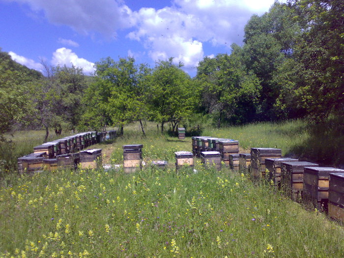 La salcam III 2010
