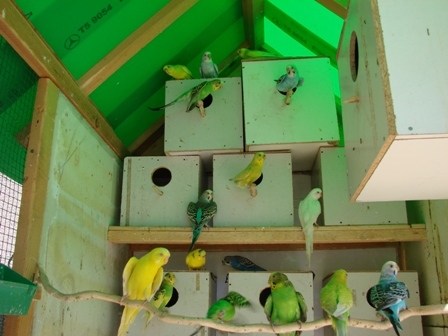 dsc01029pp7 - Perusi-Melopsittacus undulatus