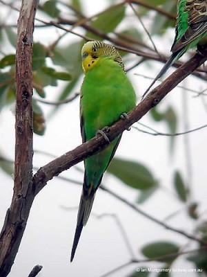 p100oa7 - Perusi-Melopsittacus undulatus