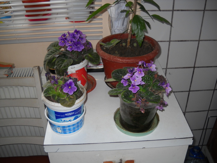 decor floral , imprumutat pentru....