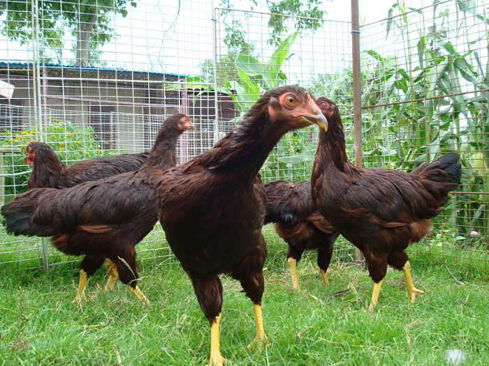 DSC07660 - rhode island red 2010