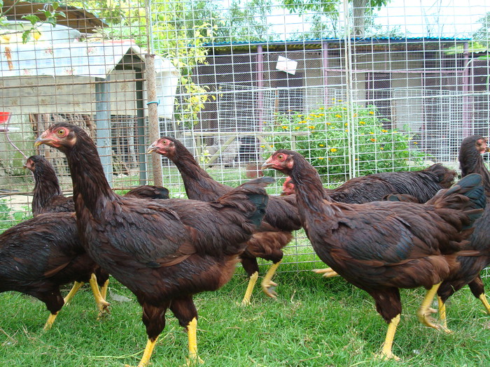 DSC07677 - rhode island red 2010