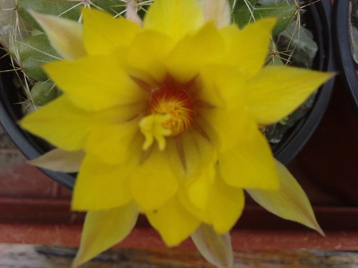 floare Dolichothele sphaerica - cactusi si florile lor
