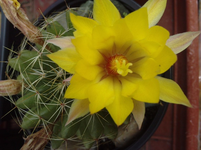 aceeasi floare - cactusi si florile lor
