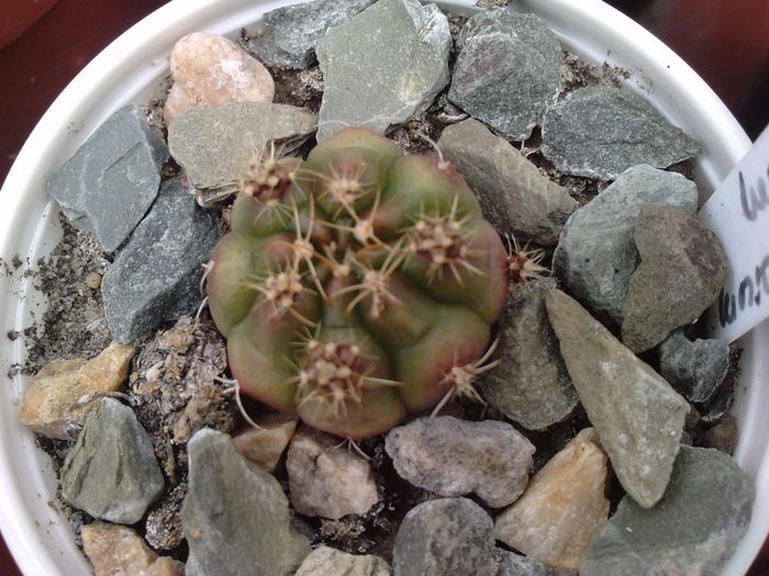 gymno.asterium - cactusi si florile lor