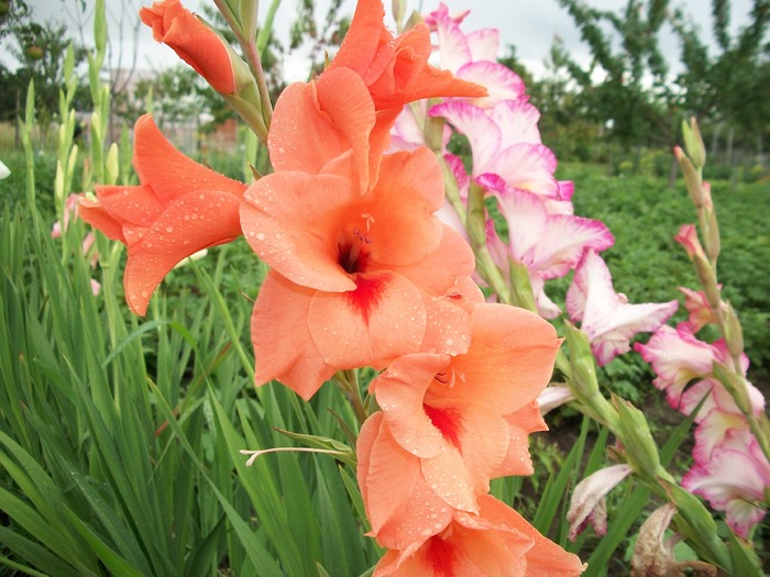 flori si fructe 163; gladiole
