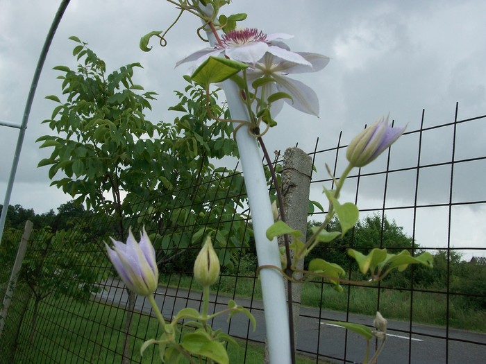 flori si fructe 152 - flori si fructe