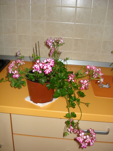 MUSCATA CURGATOARE