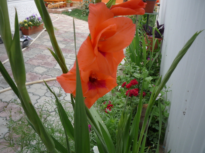 P1040514 - gladiole 2010