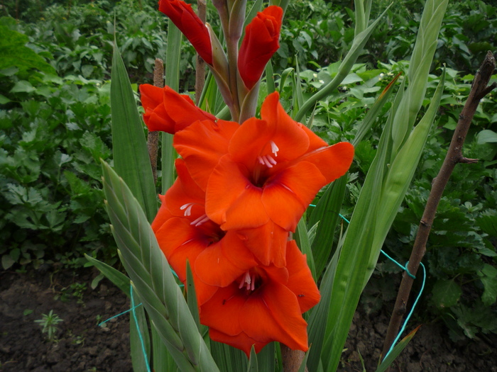 P1040518 - gladiole 2010