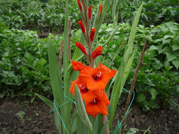 P1040519 - gladiole 2010