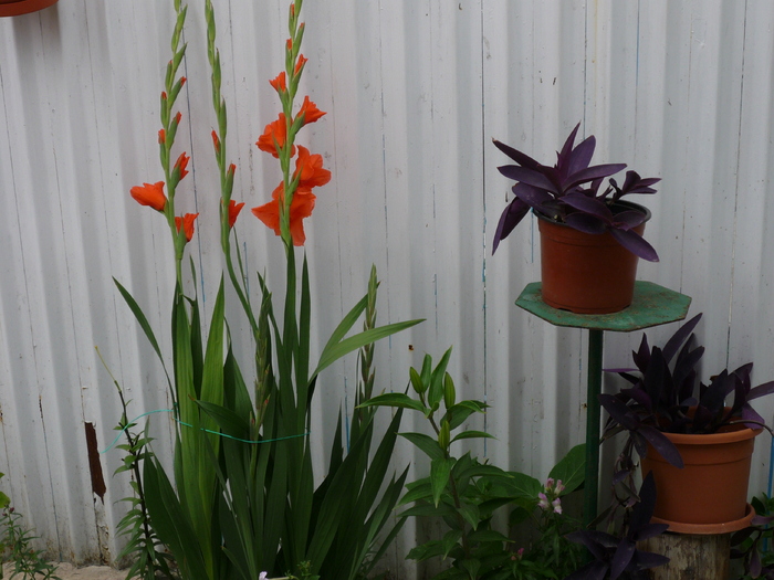 P1040532 - gladiole 2010