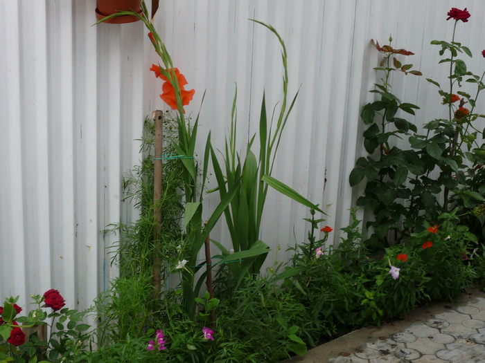 P1040533 - gladiole 2010