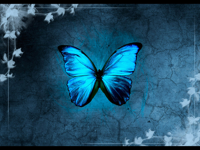papallona-blava1[1]