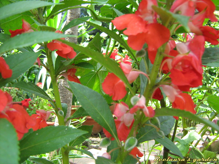 003 - Impatiens balsamina