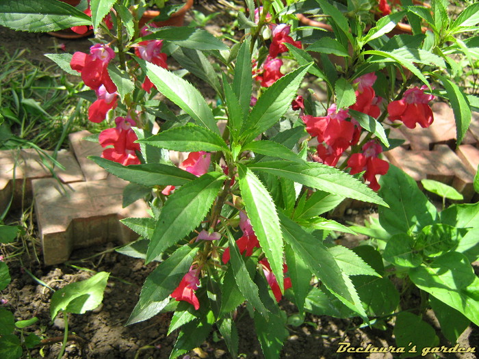 004 - Impatiens balsamina