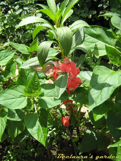 023 - Impatiens balsamina