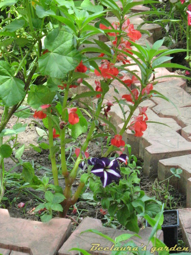 078 - Impatiens balsamina