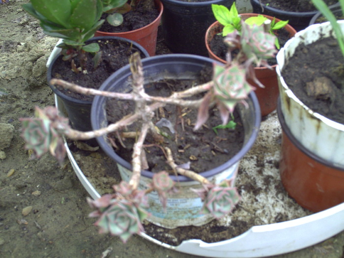 graptopetalum