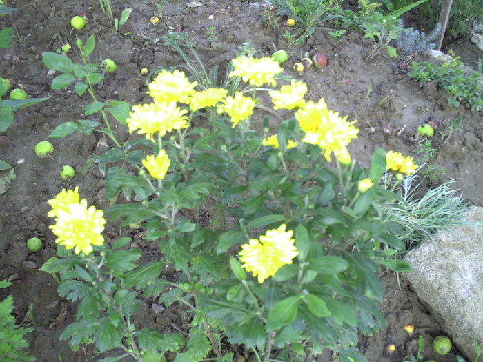 PICT0003 - crizanteme
