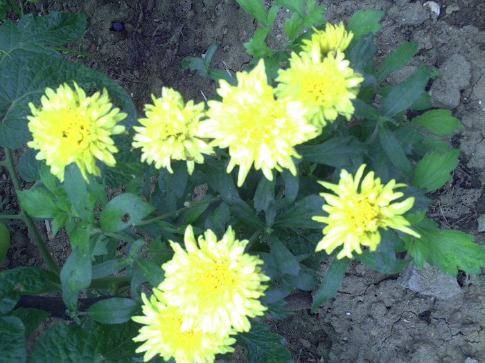 PICT0054 - crizanteme