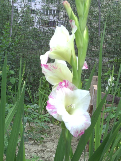 PICT0055 - gladiole