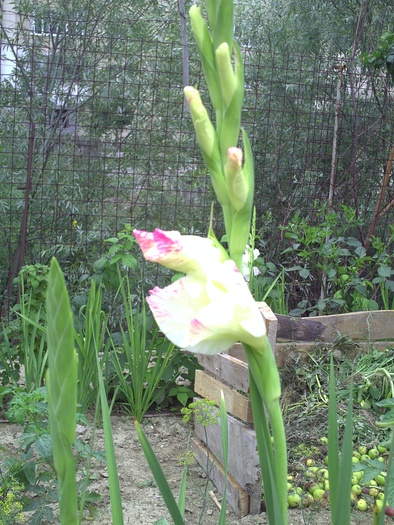 PICT0056 - gladiole