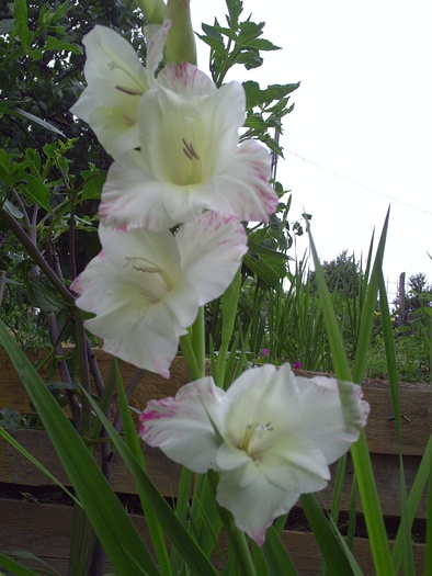 PICT0057 - gladiole