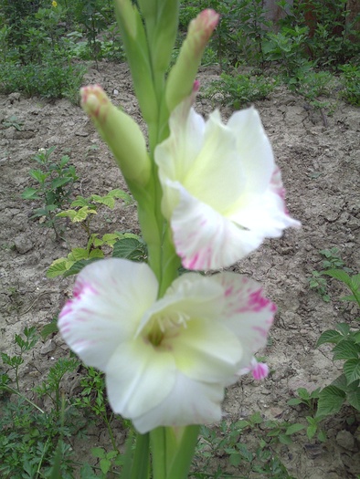 PICT0059 - gladiole