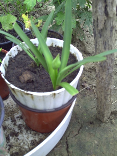 agapanthus-dya - Amarilis