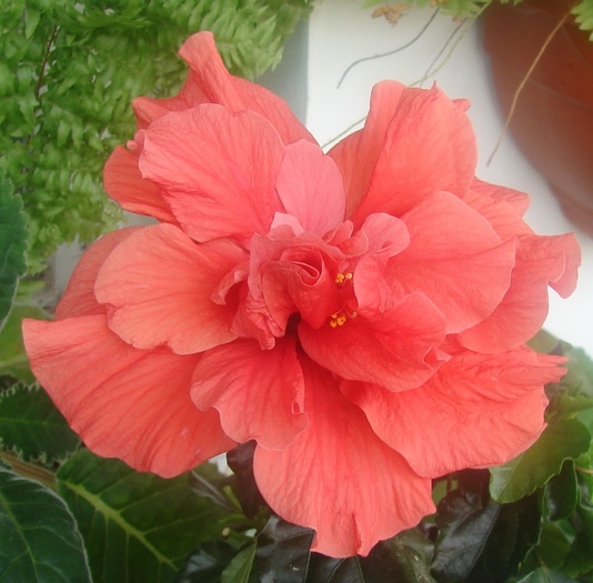 hibiscus corai; floare de azi, 4 iulie, este batuta.... celelate flori au fost simple
