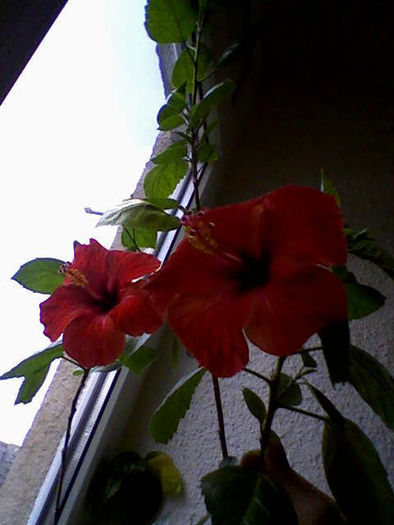hibiscus 4iuliei-0065