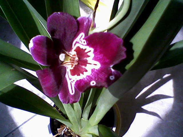 miltonia 4iulie-0077