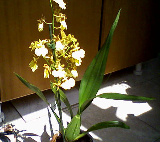 oncidium pluie d-or 4iulie-0079