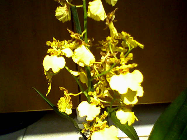 oncidium pluie d-or 4iulie-0080