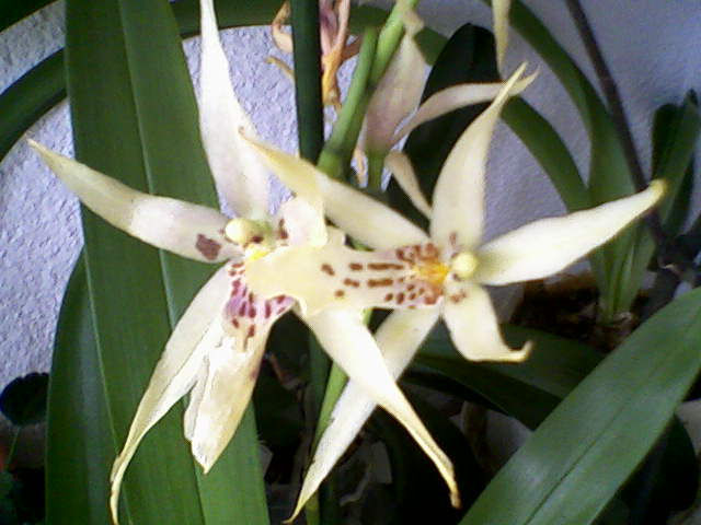 orhidee 4iulie-0074 - Orhidee