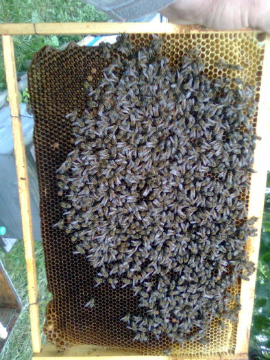 Rama cu miere puiet albine si regina